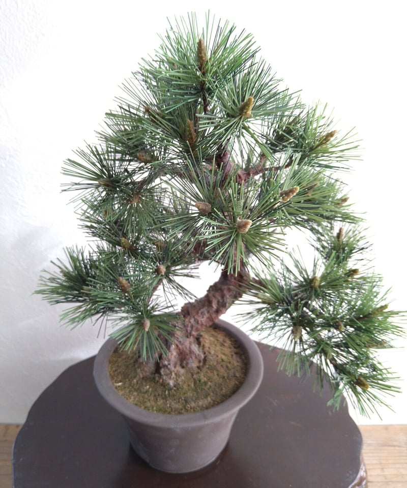 28 黒松 | クラフト盆栽美術館 Artcraft Bonsai 28 黒松 | クラフト盆栽美術館 Artcraft Bonsai