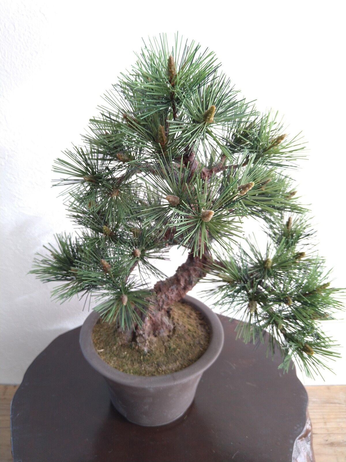 28 黒松 | クラフト盆栽美術館 Artcraft Bonsai 28 黒松 | クラフト盆栽美術館 Artcraft Bonsai
