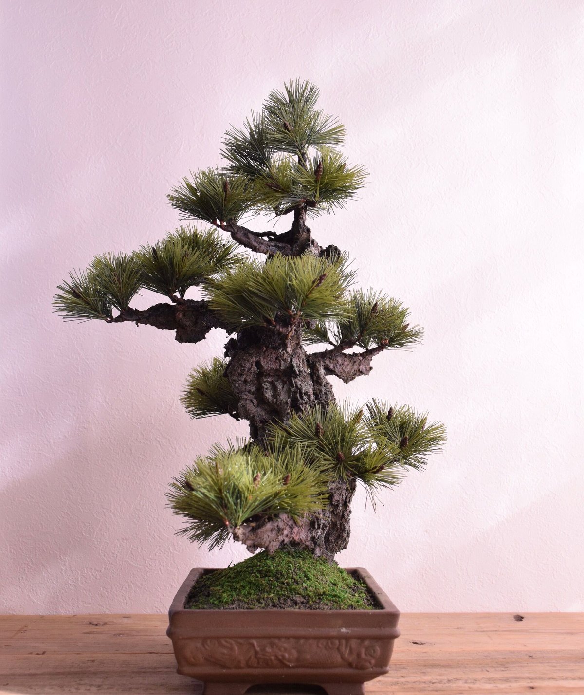 盆栽 錦松 樹皮 コルク層 盆栽 錦松 樹皮 コルク層