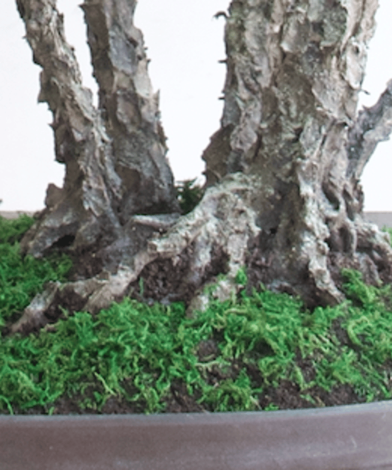 80 松 株立ち「翠風」（青木桃子） | クラフト盆栽美術館 Artcraft Bonsai