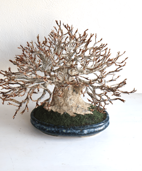 作品一覧ITEM | クラフト盆栽美術館 Artcraft Bonsai