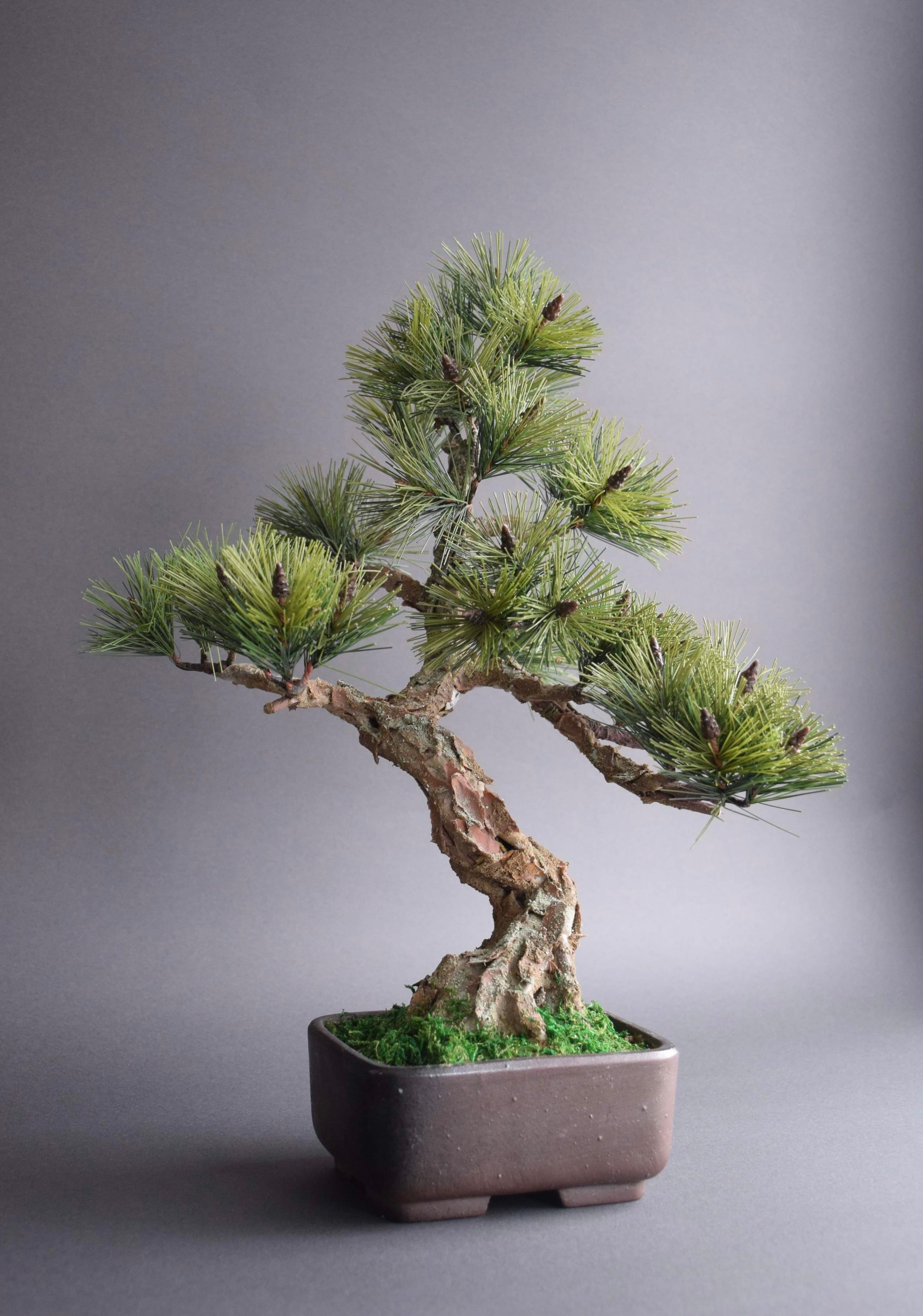 松 模様木（鉢変更） | クラフト盆栽美術館 Artcraft Bonsai
