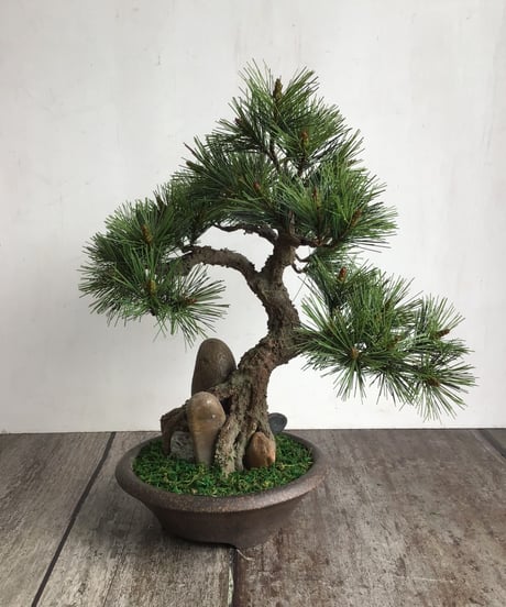 #47 松盆栽　石付き（青木悦子）