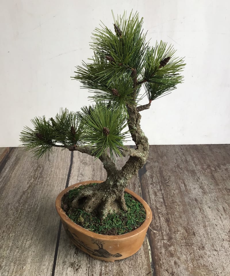 49 黒松盆栽 双幹 受注可 鉢変更 | クラフト盆栽美術館 Artcraft Bonsai