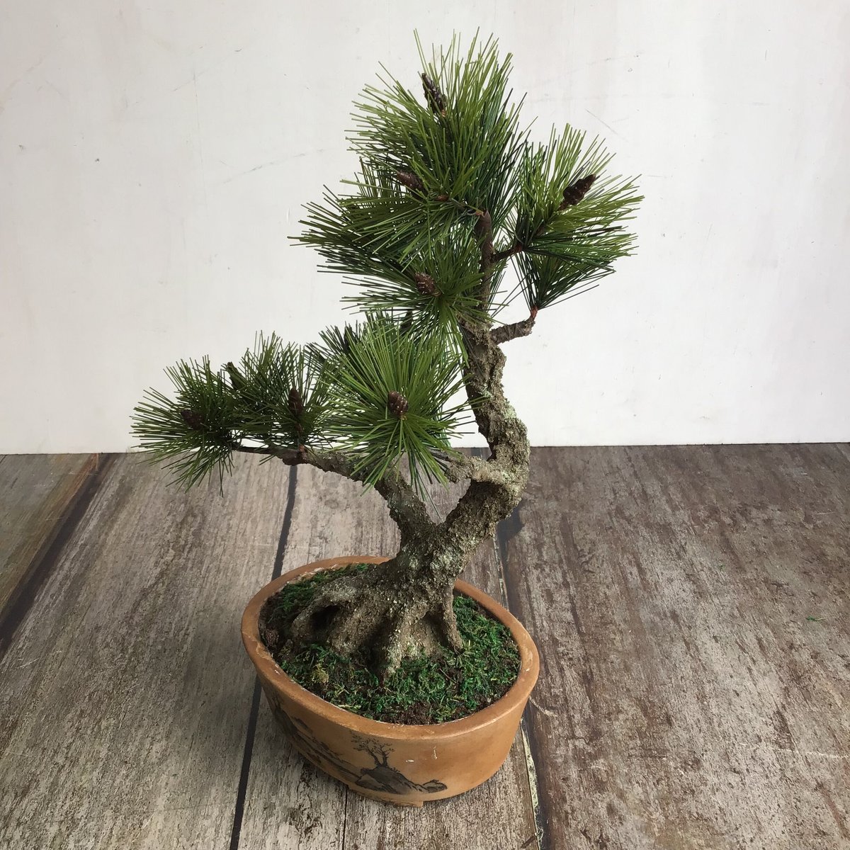 間もなく掲載終了‼️黒松の盆栽 49 黒松盆栽 双幹 受注可 鉢変更 | クラフト盆栽美術館 Artcraft Bonsai