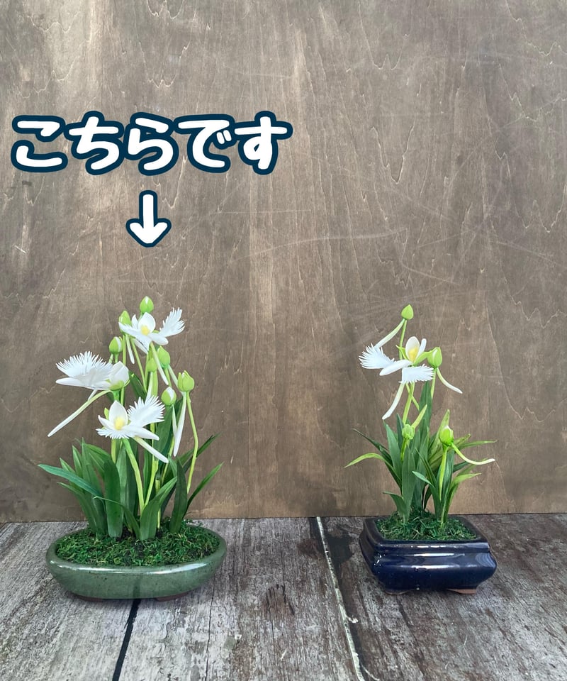 6 サギソウ | クラフト盆栽美術館 Artcraft Bonsai 6 サギソウ | クラフト盆栽美術館 Artcraft Bonsai
