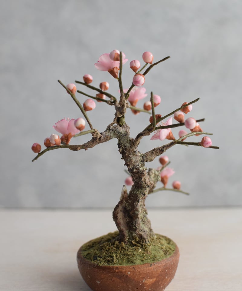 13 梅 淡いピンク | クラフト盆栽美術館 Artcraft Bonsai 13 梅 淡いピンク | クラフト盆栽美術館 Artcraft Bonsai