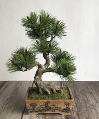 #48  松盆栽　模様木（青木悦子）