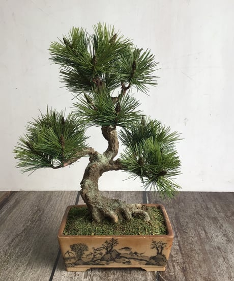 CATEGORY 松柏 | クラフト盆栽美術館 Artcraft Bonsai