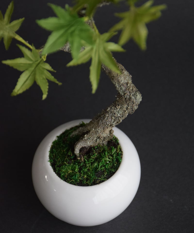 青モミジ | クラフト盆栽美術館 Artcraft Bonsai