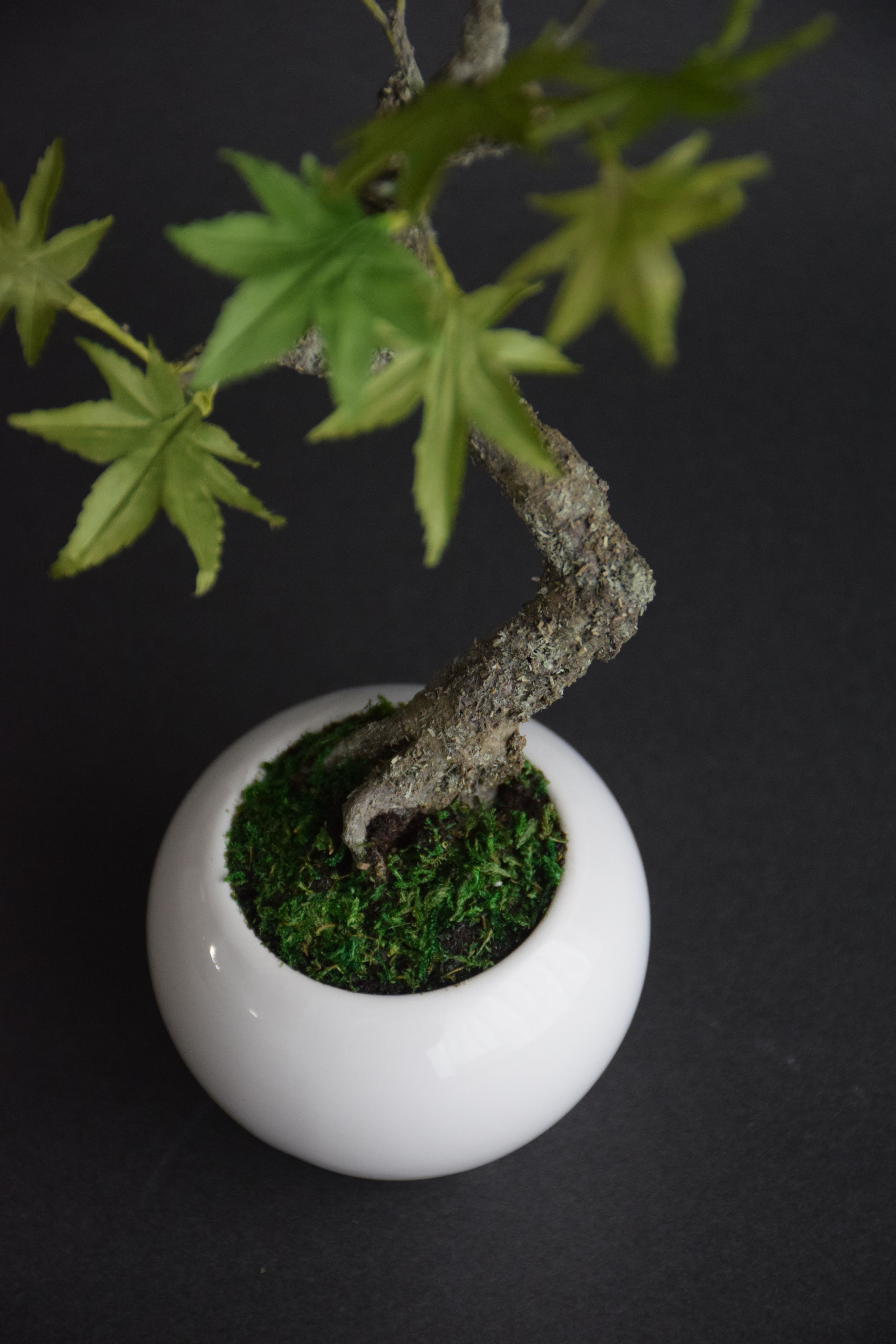 青モミジ | クラフト盆栽美術館 Artcraft Bonsai