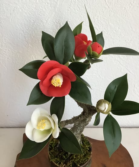 紅白ツバキ　（受注生産）（青木桃子）