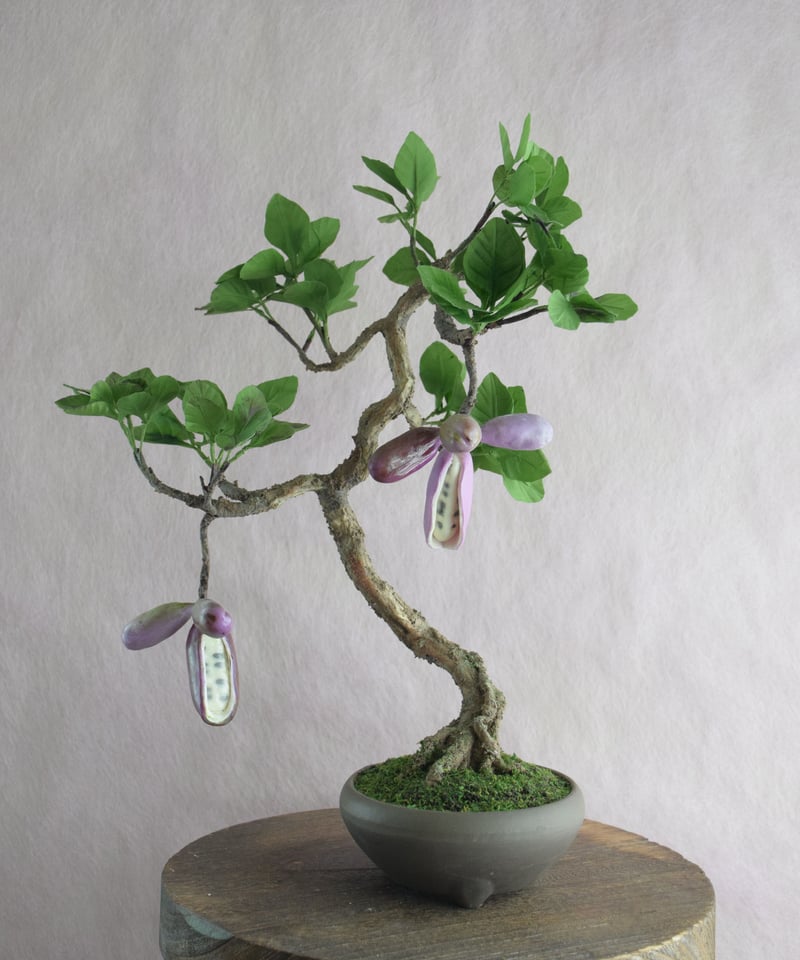 7 あけび | クラフト盆栽美術館 Artcraft Bonsai