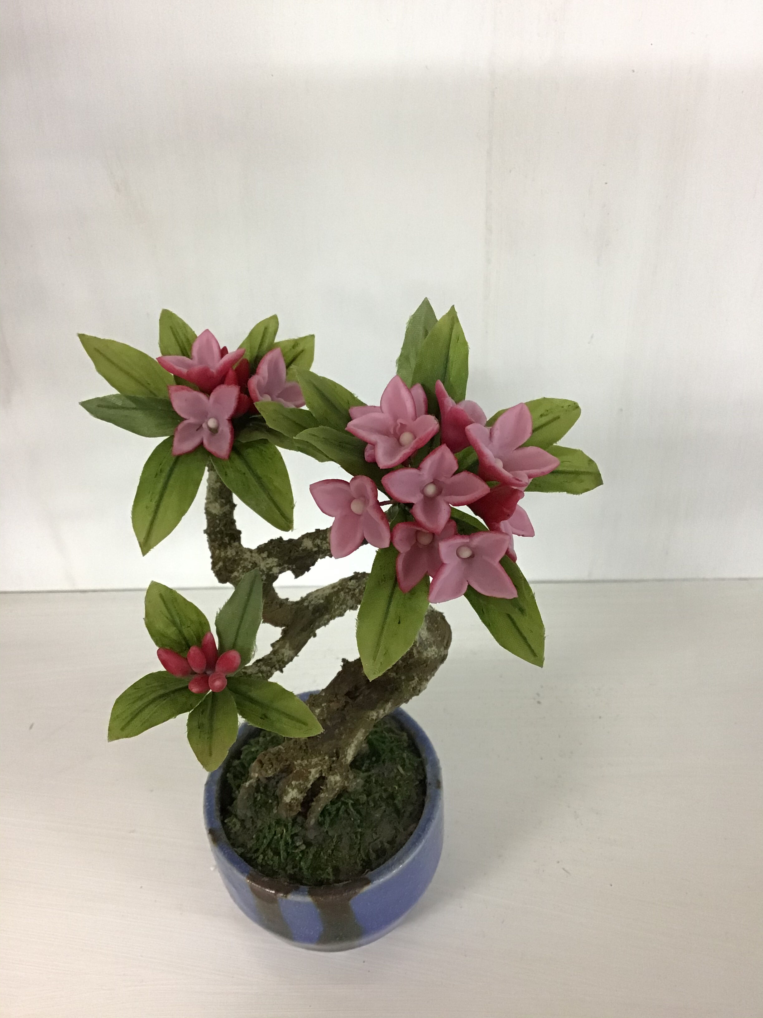 3 沈丁花 | クラフト盆栽美術館 Artcraft Bonsai