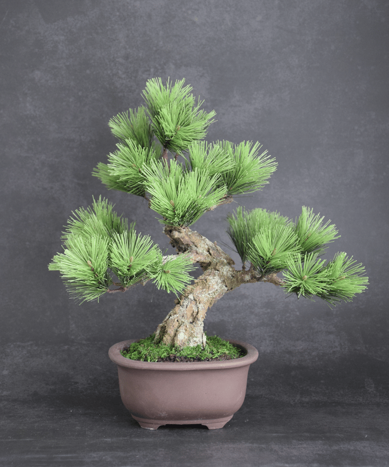 102 松 模様木 樹皮付き（鉢変更） 30cm | クラフト盆栽美術館 Artcraft