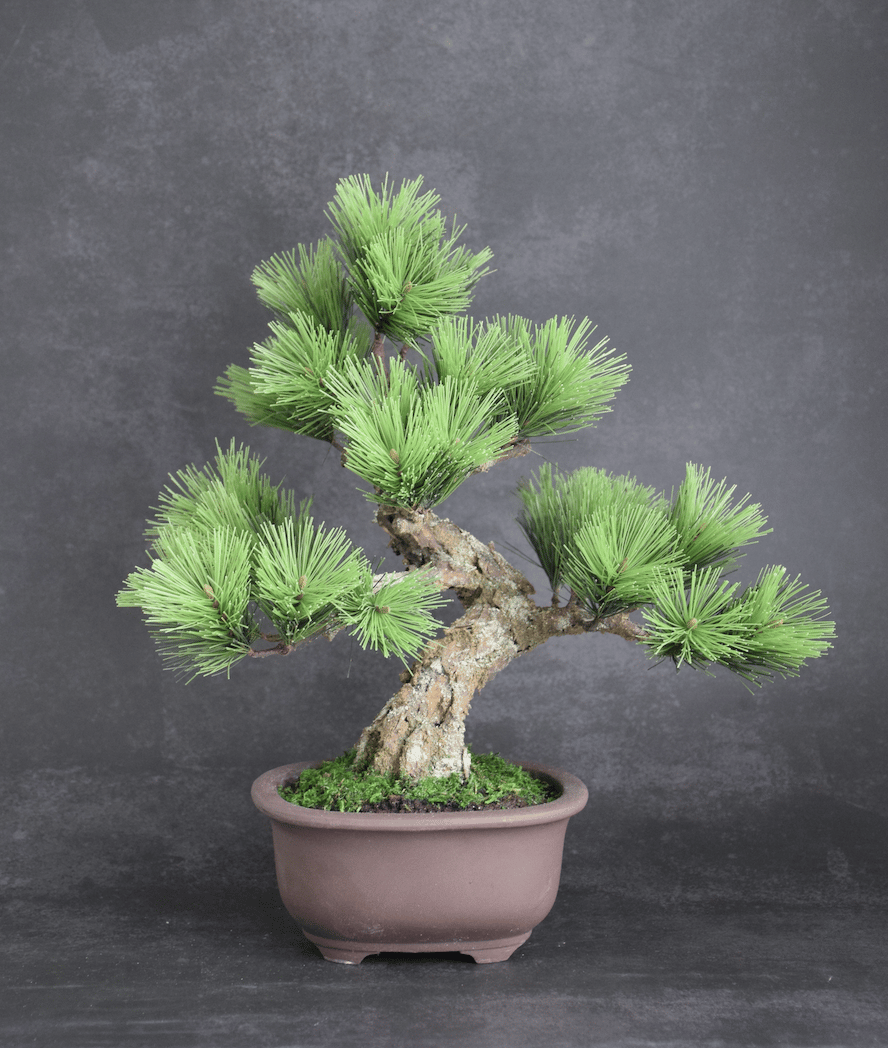 希少時代手作り松皮大きい盆栽鉢木肌作り植木鉢大寄せ植え鉢30cm