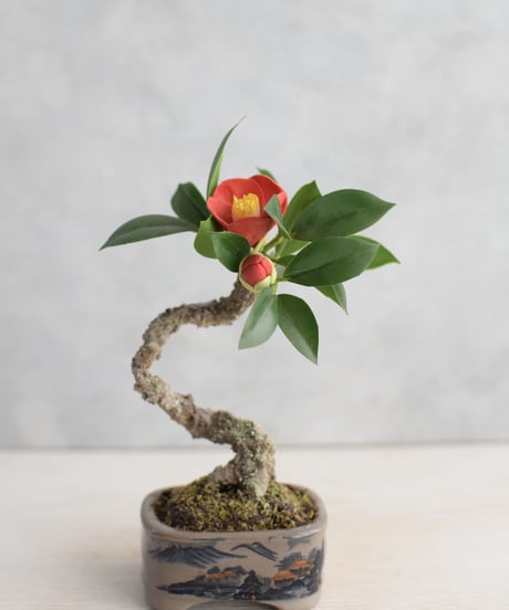 中国美術 色絵 花模様 植木鉢 花盆(ZE494) 中国美術 色絵 花模様 植木鉢 花盆(ZE494) 中国美術 色絵 花模様 植木鉢 花