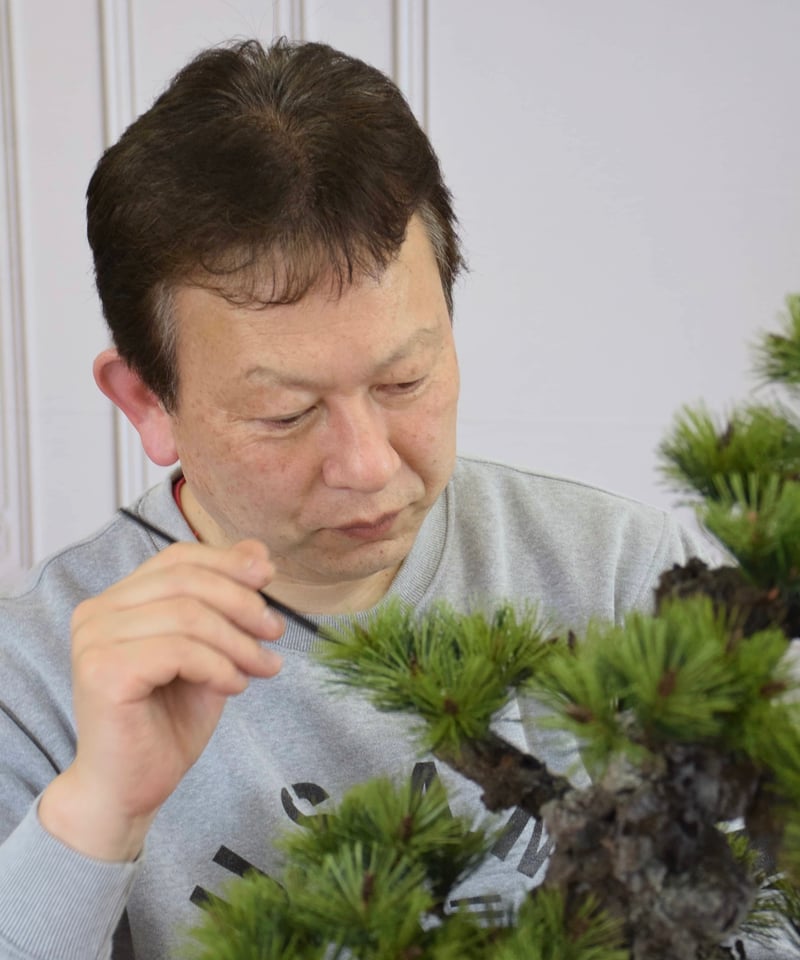 樹高14㎝　本欅　箒作り　小品　盆栽　真柏　黒松　五葉松　百日紅　モミジ　桜 82 もみじ ほうき立ち（馬場 勝） | クラフト盆栽美術館 Artcraft Bonsai