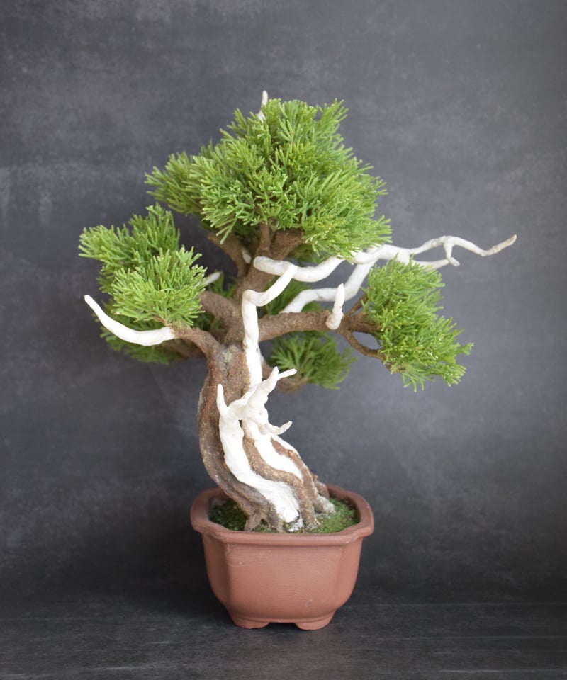 真柏 | クラフト盆栽美術館 Artcraft Bonsai 真柏 | クラフト盆栽美術館 Artcraft Bonsai