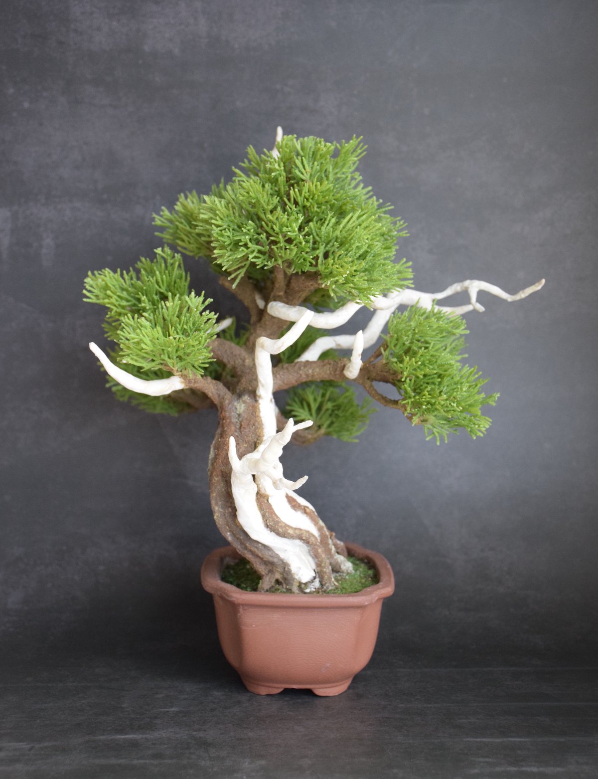 真柏 | クラフト盆栽美術館 Artcraft Bonsai