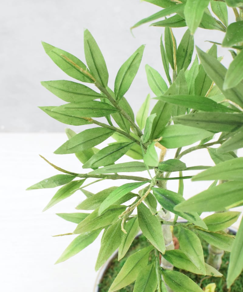 27 笹竹(受注可) | クラフト盆栽美術館 Artcraft Bonsai 27 笹竹(受注可) | クラフト盆栽美術館 Artcraft Bonsai
