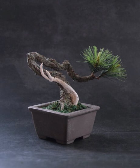 ＃43  松　舎利幹　 正方形泥鉢  Pine（受注可）（青木悦子）
