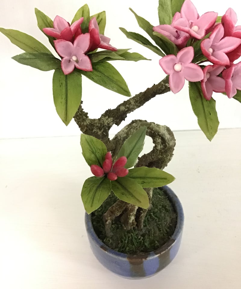 沈丁花 08直前】沈丁花(じんちょうげ)40センチ程度 ※花色おまかせ