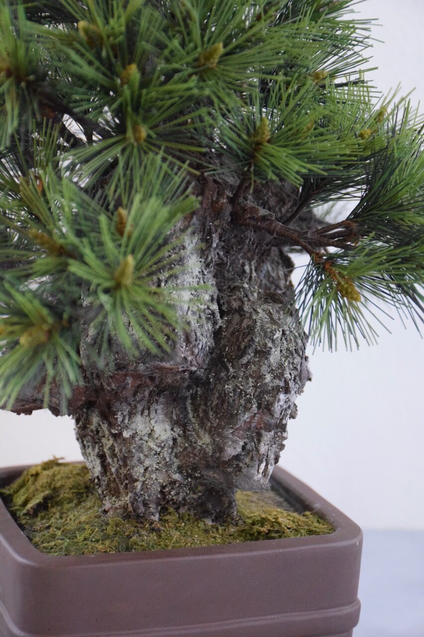 めい　錦松　盆栽　13号陶器鉢つき　特大❗ めい 錦松 盆栽 13号陶器鉢つき 特大❗ 29 錦松 | クラフト