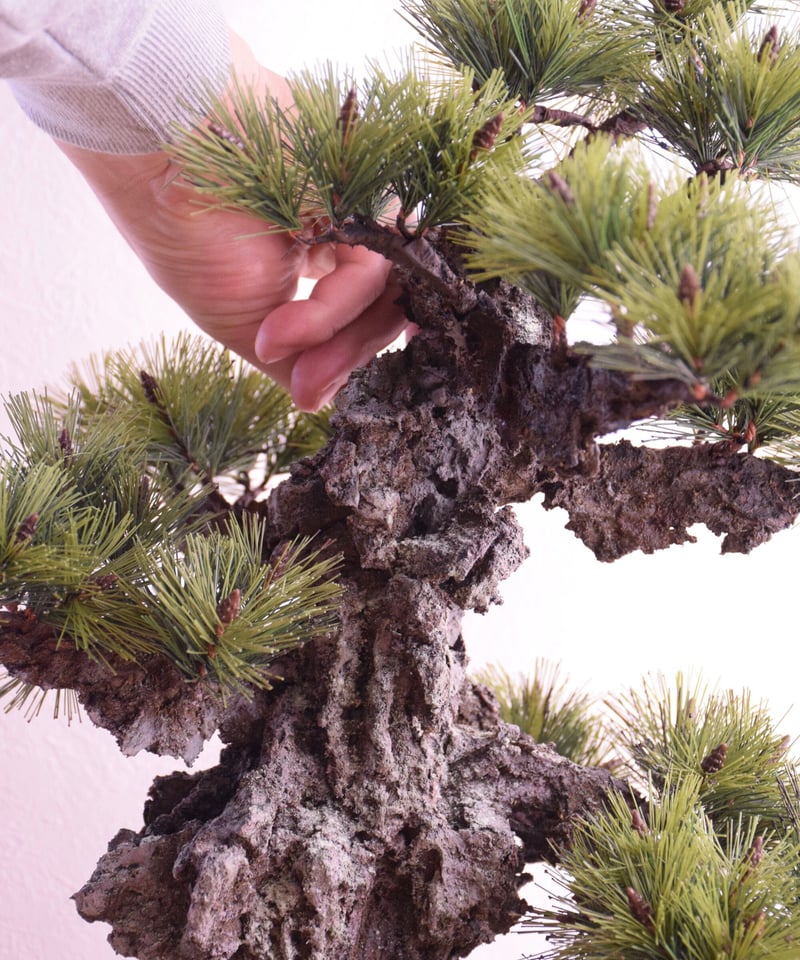 29 錦松 | クラフト盆栽美術館 Artcraft Bonsai