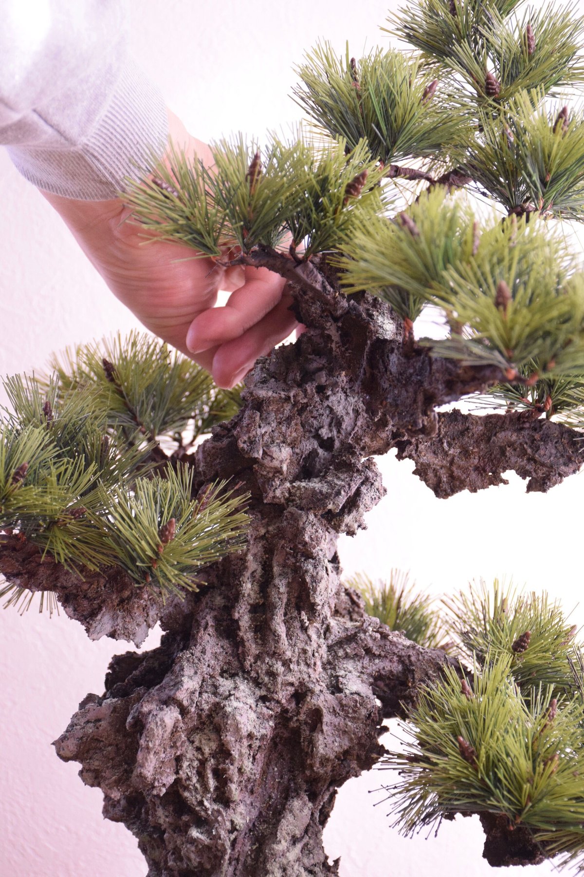 29 錦松 | クラフト盆栽美術館 Artcraft Bonsai