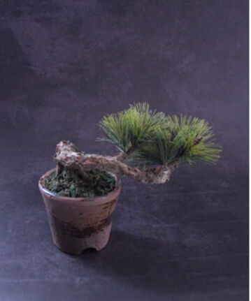 41 松 半懸崖（青木悦子） | クラフト盆栽美術館 Artcraft Bonsai