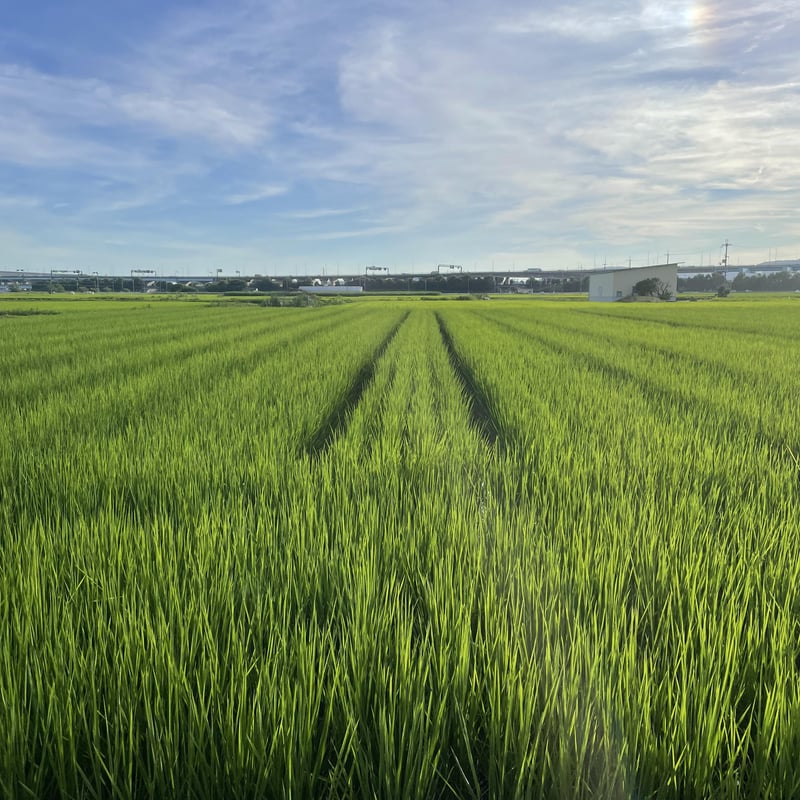 チャレンジ米】数量限定 にじのきらめき 5kg～ | 京都伏見 宮本