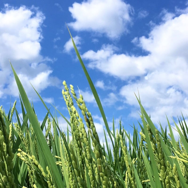 鉄ミネラル米 にこまる 5kg～ | 京都伏見 宮本ファームONLINE SHOP