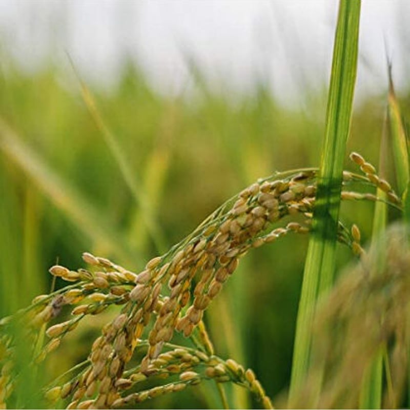 鉄ミネラル米 にこまる 5kg～ | 京都伏見 宮本ファームONLINE SHOP