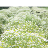 Chamitsulle BAKES & HERBS