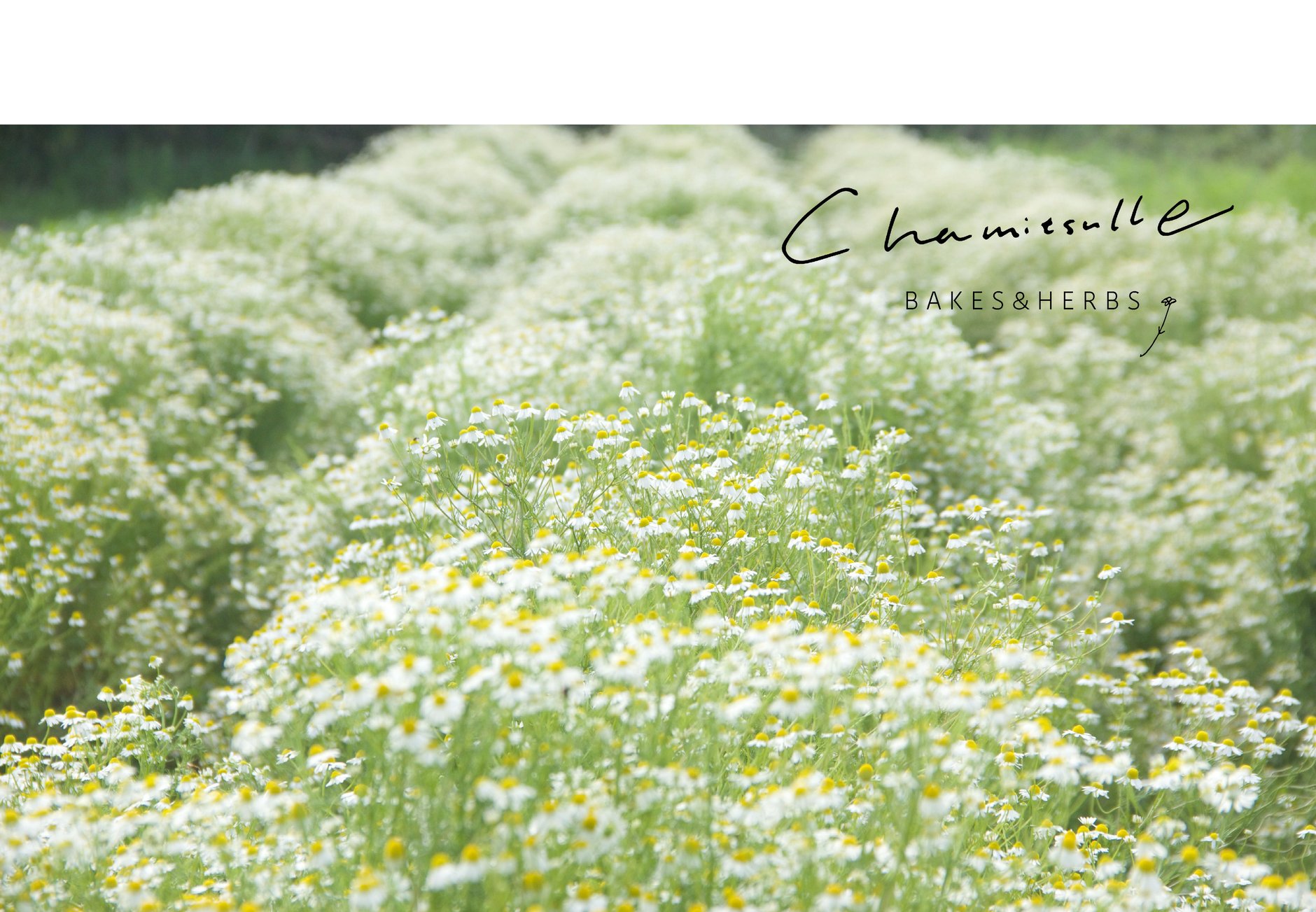 Chamitsulle BAKES & HERBS