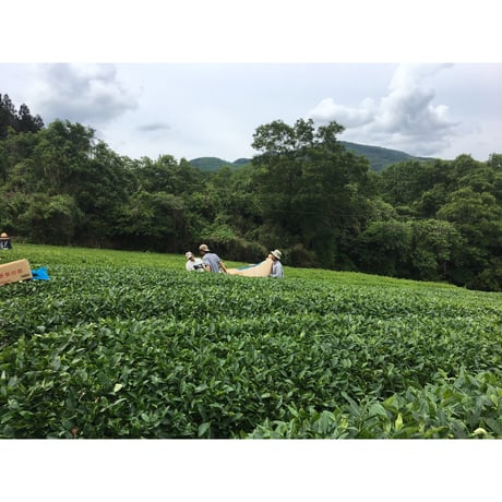 《ブレンド》トゥルシーブレンド Tulsi Blend