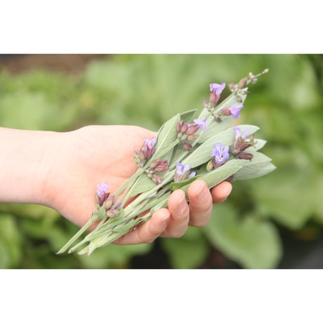 《ブレンド》ヒソップブレンド Hyssop Blend