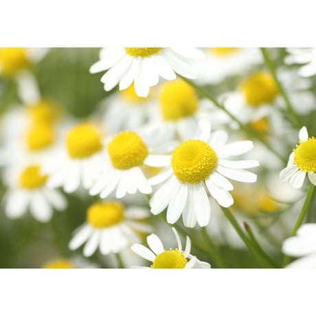 《シングル》カモミール Chamomile / 南阿蘇産