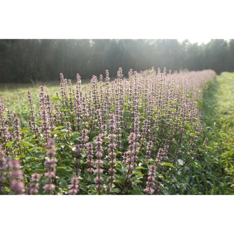 《ブレンド》トゥルシーブレンド Tulsi Blend