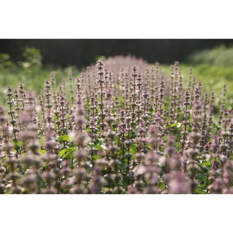 《シングル》ホーリーバジル Holy Basil / 南阿蘇産
