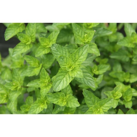 《ブレンド》グリーンミントティー Green Mint Tea