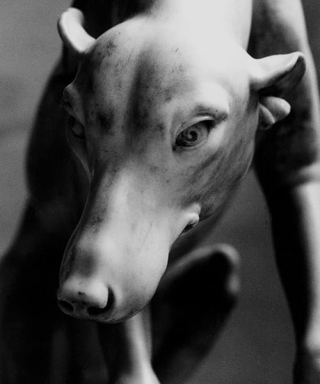 「ルーブルの犬」