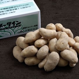 令和7年産「大正メークイン」他青果物の販売開始について | 十勝の