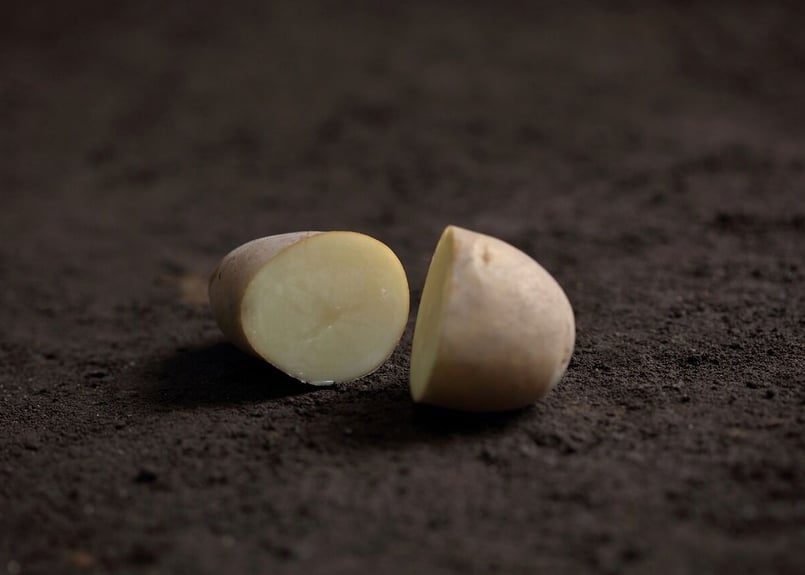 大正メークイン 秀 特Mサイズ 10kg | 十勝のじゃがいも・メークインの