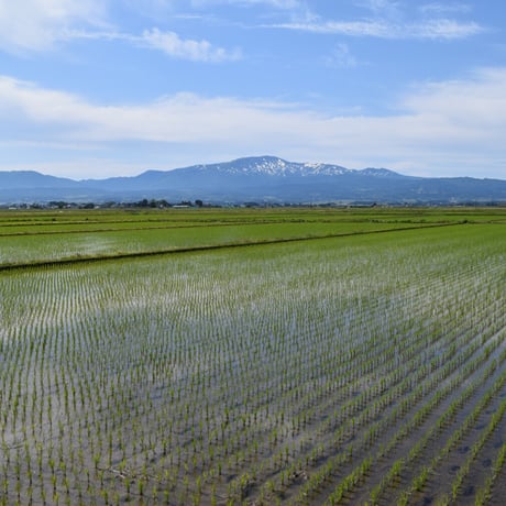 [山形米 令和5年産] 無洗米 山形県産 つや姫 ピロータイプ平袋入 日本全国銘米シリーズ