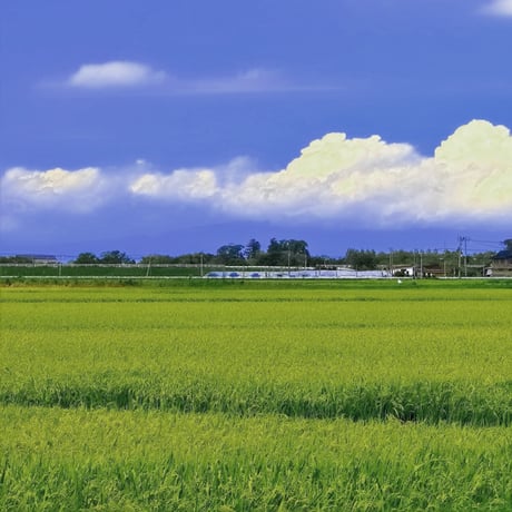 [宮城米 令和5年産] 無洗米 宮城県産 ササニシキ ピロータイプ平袋入 日本全国銘米シリーズ