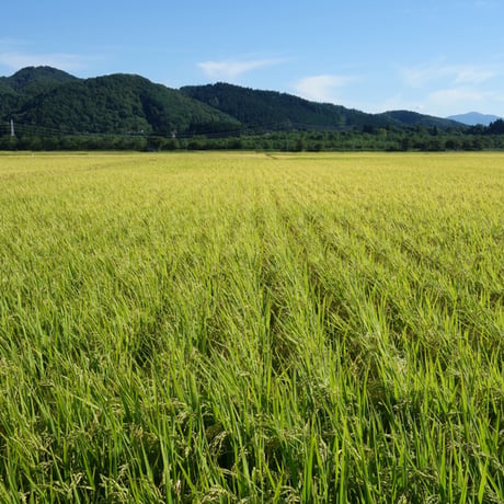 [秋田米 令和5年産] 無洗米 秋田県産 サキホコレ 吟選米紀行 ピロータイプ 平袋入