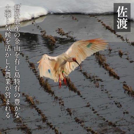 [新潟米 令和6年産] 新潟米探訪 越後紀行 四作二十米 人気産地米食べくらべギフト 無洗米 2.7～6kg (300g×9個 12個 16個 20個) 真空キューブパック