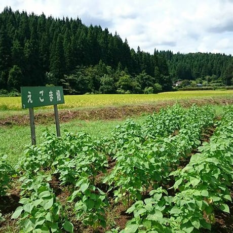 エゴマオイル ギフト2本セット 焙煎(100g×1本)  生搾り(100g×1本) 無農薬栽培  川上農園 [越後五泉] プレミアムオーガニック 新潟特選品シリーズ
